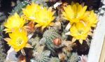 სურათი Peanut Cactus, ყვითელი უდაბნოში კაქტუსი