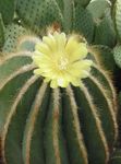Foto Eriocactus, kollane kõrbes kaktus