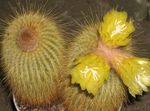 снимка Eriocactus, жълт пустинен кактус