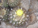 снимка Eriosyce, жълт пустинен кактус