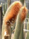 სურათი Espostoa, პერუს მოხუცი Cactus, თეთრი უდაბნოში კაქტუსი