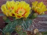Photo Figue De Barbarie, jaune le cactus du désert
