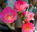 Фото Опунция, розовый кактус пустынный