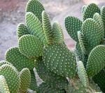 Foto Indiešu Bumbieris, dzeltens tuksnesis kaktuss