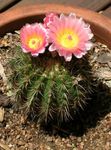 Photo Tom Thumb, pink desert cactus