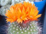 Foto Tommeliden, appelsin ørken kaktus