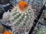 fotografie Paleček, oranžový pouštní kaktus