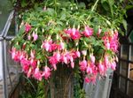 Photo Fuchsia, pink shrub