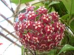 Photo Hoya, Bouquet De Mariée, Madagascar Jasmin, Cire Fleur, Chapelet, Floradora, Hawaïen Fleurs De Mariage, vineux les plantes ampels