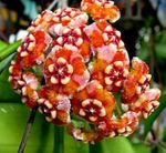 foto Hoya, Bridal Bouquet, Madagascar Jasmine, Wax Flower, Chaplet Flower, Floradora, Hawaiian Wedding Flower, laranja pendurado planta