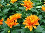 Nuotrauka Gėlių Mama, Puodai Mama, oranžinis žolinis augalas