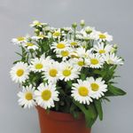kuva Kukkakaupat Mum, Potti Mum, valkoinen ruohokasvi