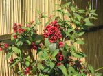 foto Cestrum, vermelho arbusto