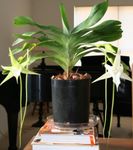 mynd Halastjarna Orchid, Stjarnan Betlehem Orchid, hvítur herbaceous planta