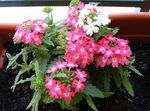Photo Verbena, pink herbaceous plant