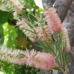 Photo Bottlebrush, pink shrub