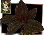 Nuotrauka Jewel Orchidėja, baltas žolinis augalas