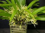 Photo Coconut Pie Orchid, yellow herbaceous plant