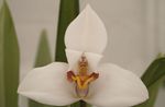 mynd Kókos Baka Orchid, hvítur herbaceous planta