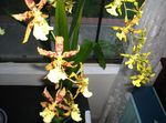 mynd Tiger Orchid, Liljum Orchid, gulur herbaceous planta