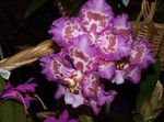 foto Tijger Orchidee, Lelie Van De Vallei Orchidee, lila kruidachtige plant