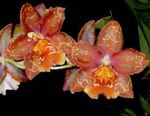 foto Tijger Orchidee, Lelie Van De Vallei Orchidee, rood kruidachtige plant