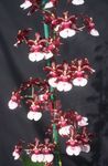fotografie Dans Doamnă Orhidee, Albină Cedros, Leopard Orhidee, vin roșu planta erbacee