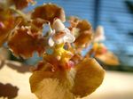 снимка Танци Дама Орхидея, Cedros Пчела, Леопард Орхидея, кафяв тревисто