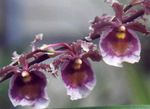 foto Dansende Dame Orchidee, Cedros Bij, Luipaard Orchidee, purper kruidachtige plant