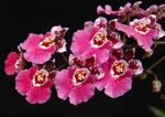 fénykép Táncoló Hölgy Orchidea, Cedros Méh, Leopárd Orchidea, rózsaszín lágyszárú növény