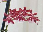 foto Dansende Dame Orchidee, Cedros Bij, Luipaard Orchidee, rood kruidachtige plant