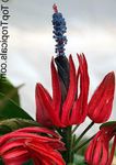 Photo Pavonia, red herbaceous plant
