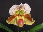 foto Pantoffel Orchideeën, bruin kruidachtige plant