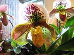 fénykép Papucs Orchideák, sárga lágyszárú növény