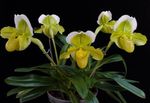 Foto Tøffel Orkideer, gul urteagtige plante