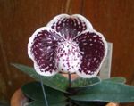 fotoğraf Terlik Orkide, koyu kırmızı otsu bir bitkidir
