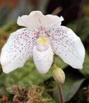 Foto Papuča Orhideje, bijela zeljasta biljka