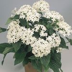 სურათი Pentas, ვარსკვლავი ყვავილი, ვარსკვლავი კასეტური, თეთრი ბალახოვანი მცენარე
