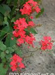 Photo Leadworts, red shrub