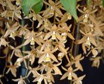 Photo Coelogyne, brown herbaceous plant