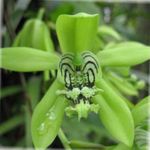 Photo Coelogyne, green herbaceous plant