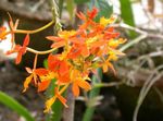 fénykép Gomblyukába Orchidea, narancs lágyszárú növény