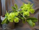 Fil Knapphål Orkidé, grön örtväxter