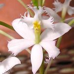 Nuotrauka Kilpa Orchidėja, baltas žolinis augalas