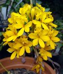 foto Knoopsgat Orchidee, geel kruidachtige plant