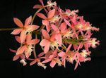 fénykép Gomblyukába Orchidea, rózsaszín lágyszárú növény