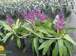 fotografija Srebrna Vaza, Žaro Rastlina, Kraljica Bromelije, vijolična travnate