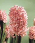 Photo Hyacinth, pink herbaceous plant