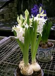 foto Hyacint, wit kruidachtige plant