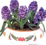 Bilde Hyacinth, lilla urteaktig plante